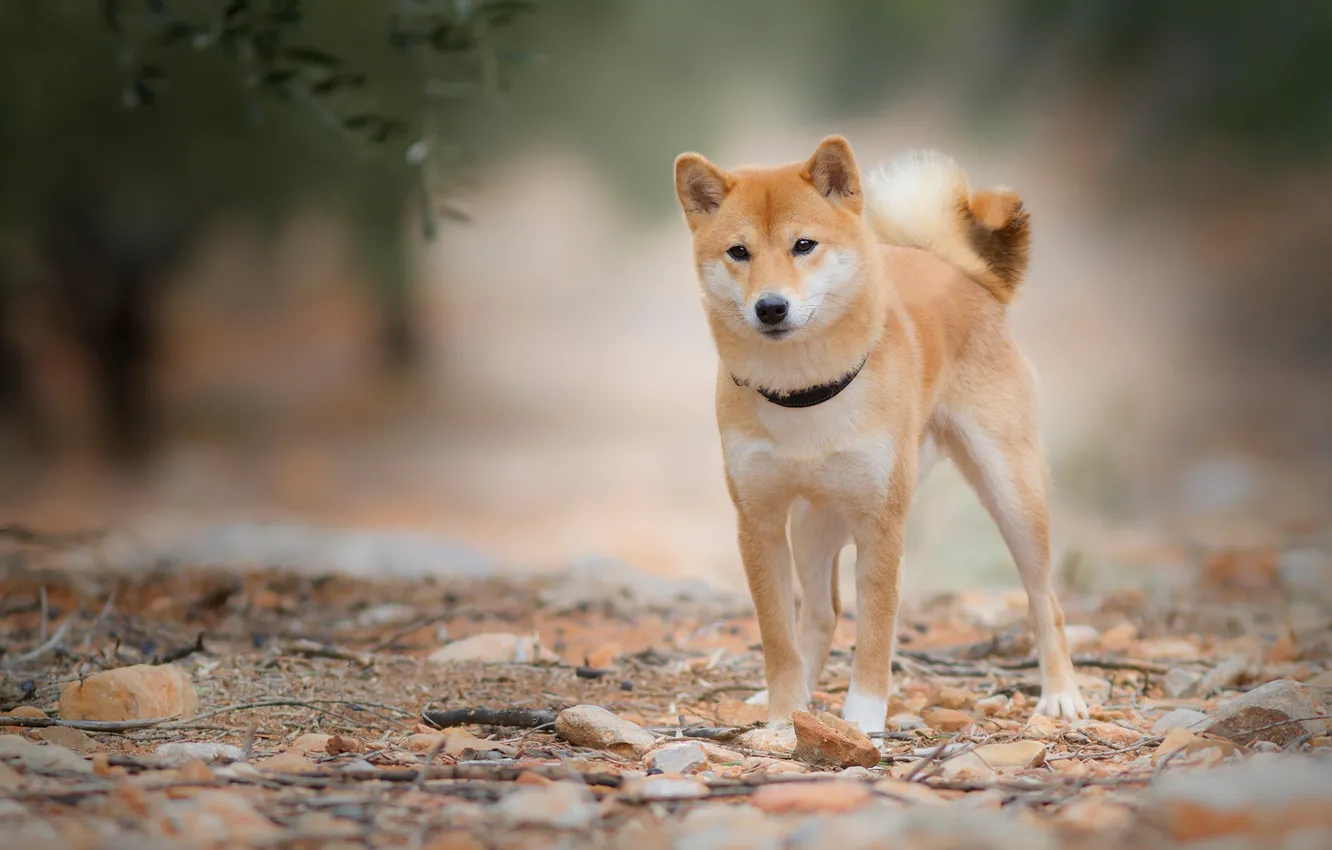 Photo wallpaper look, leaves, branches, nature, stones, dog, collar, red
