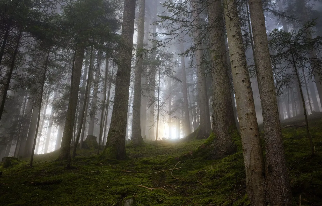 Photo wallpaper forest, the sun, trees, nature, fog
