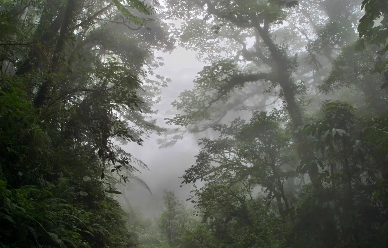 Photo wallpaper forest, trees, nature, fog