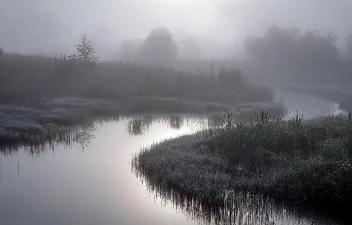 Photo wallpaper forest, grass, trees, landscape, nature, fog, river, plant