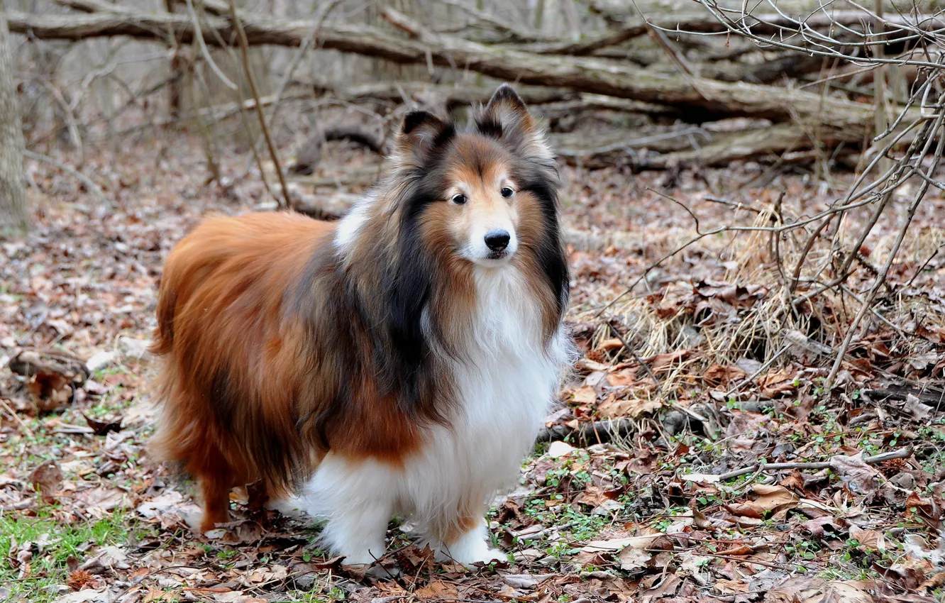 Photo wallpaper look, each, dog