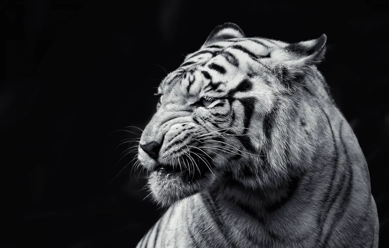 Photo wallpaper cat, tiger, animal, black and white, black background