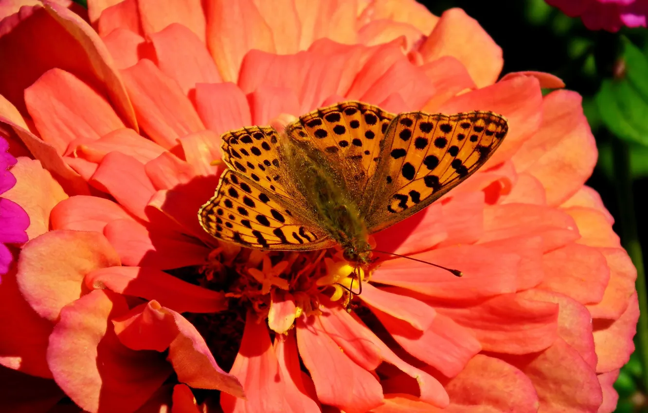 Photo wallpaper macro, butterfly, Flower