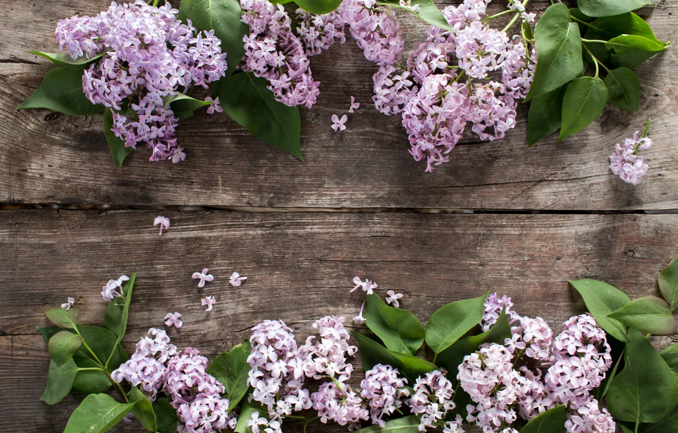 Photo wallpaper flowers, wood, blossom, flowers, lilac, spring, lilac
