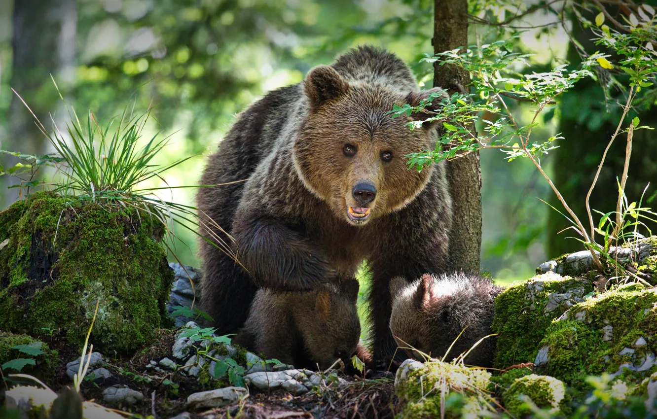 Photo wallpaper forest, bears, bears, bear, two of the bear, Alexander Perov