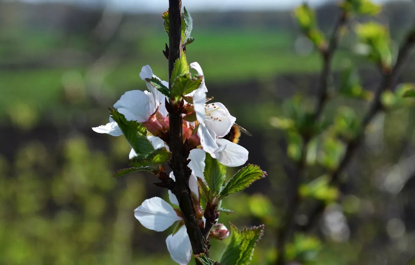 Photo wallpaper white, macro, flowers, cherry, color, bumblebee