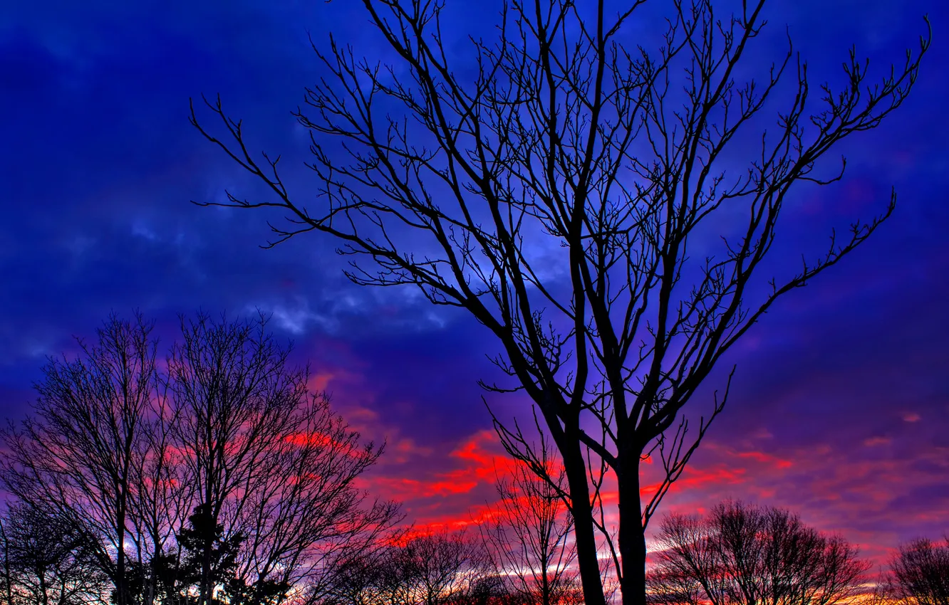 Photo wallpaper the sky, clouds, trees, the evening, silhouette, glow
