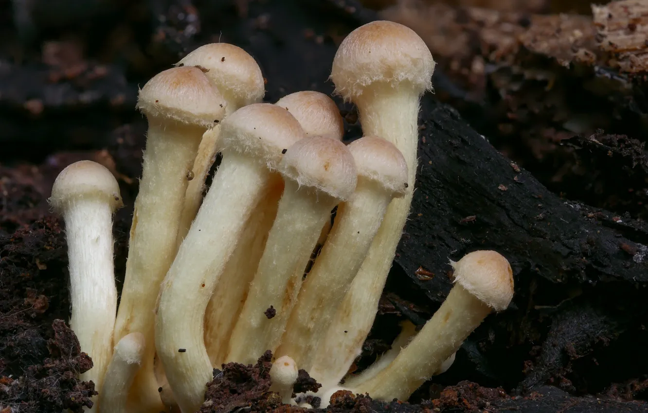 Photo wallpaper autumn, mushrooms, Beat Buetikofer