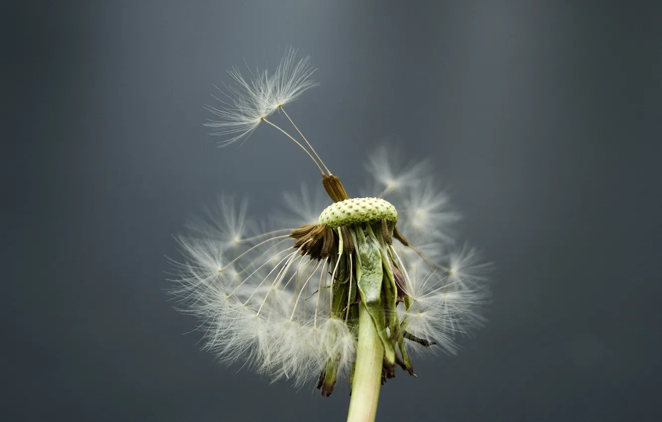 Photo wallpaper flower, dandelion, the wind