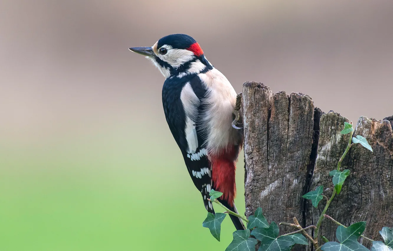 Photo wallpaper background, bird, stump, woodpecker