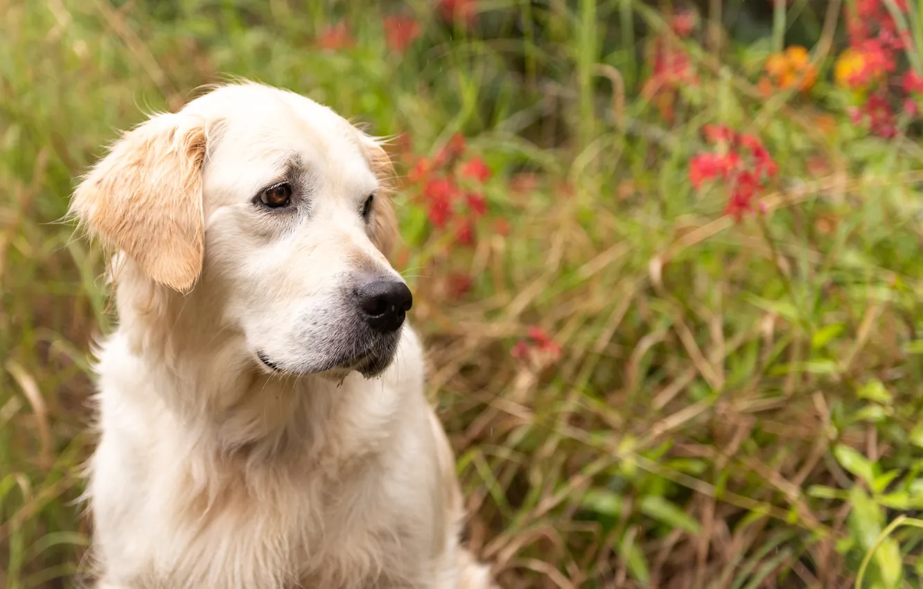 Photo wallpaper dog, Labrador Retriever, Fleur Walton