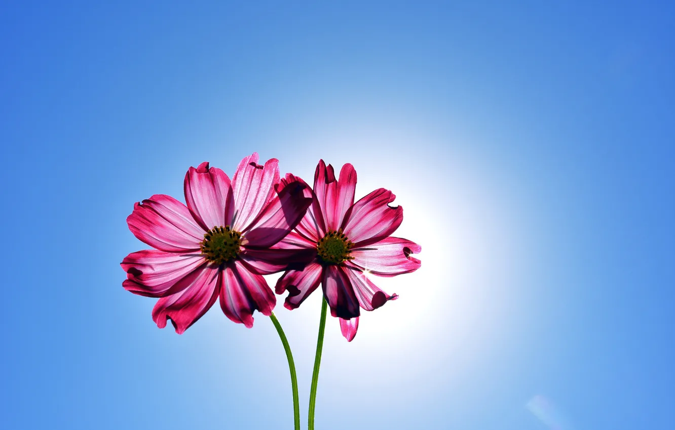 Photo wallpaper flowers, flowers, kosmeya