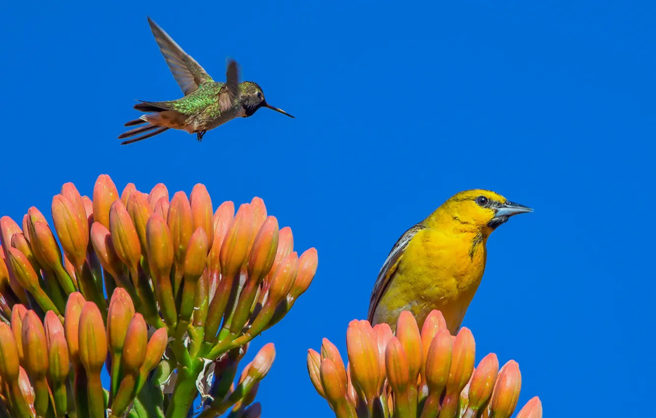 Photo wallpaper flower, the sky, birds, Hummingbird, Oriole