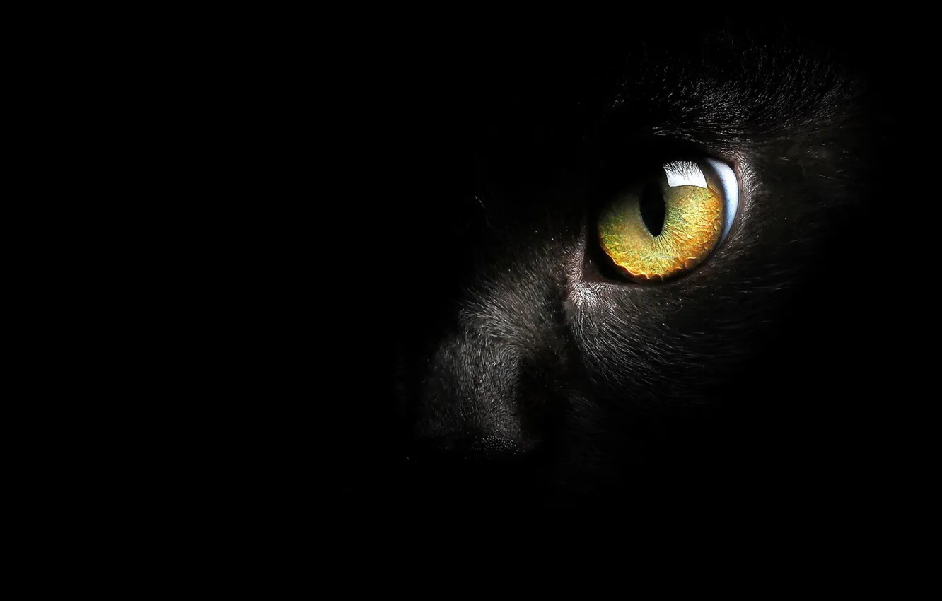 Photo wallpaper cat, eyes, background