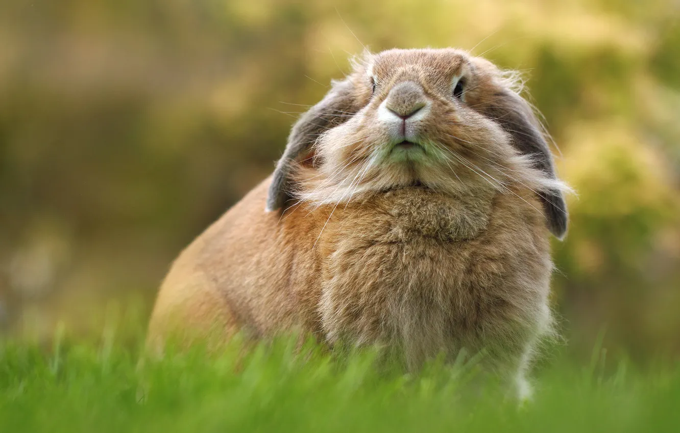Photo wallpaper portrait, rabbit, important
