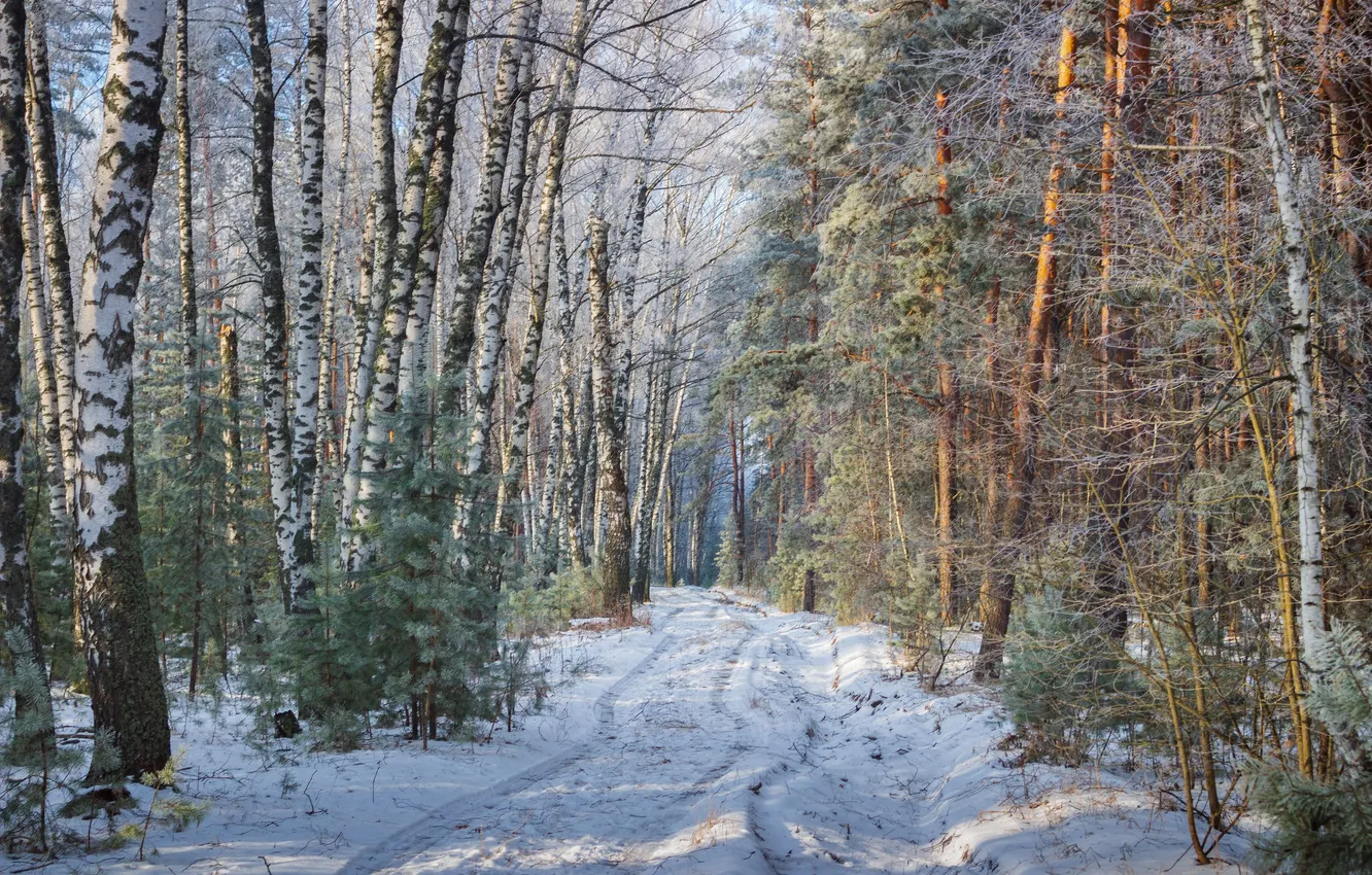 Photo wallpaper winter, frost, forest, trees, nature, Ruslan Vostrikov