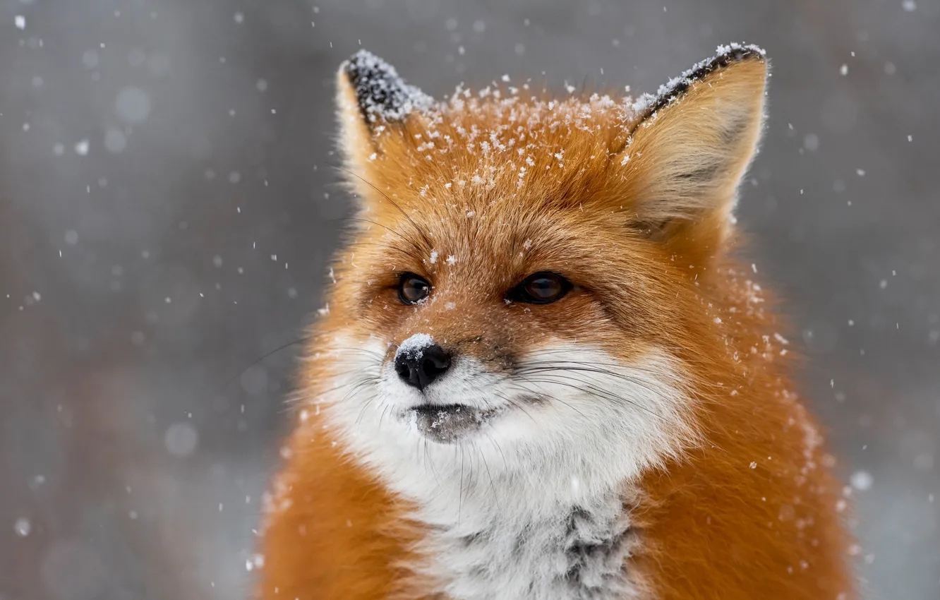 Photo wallpaper winter, look, face, snow, close-up, portrait, Fox, red