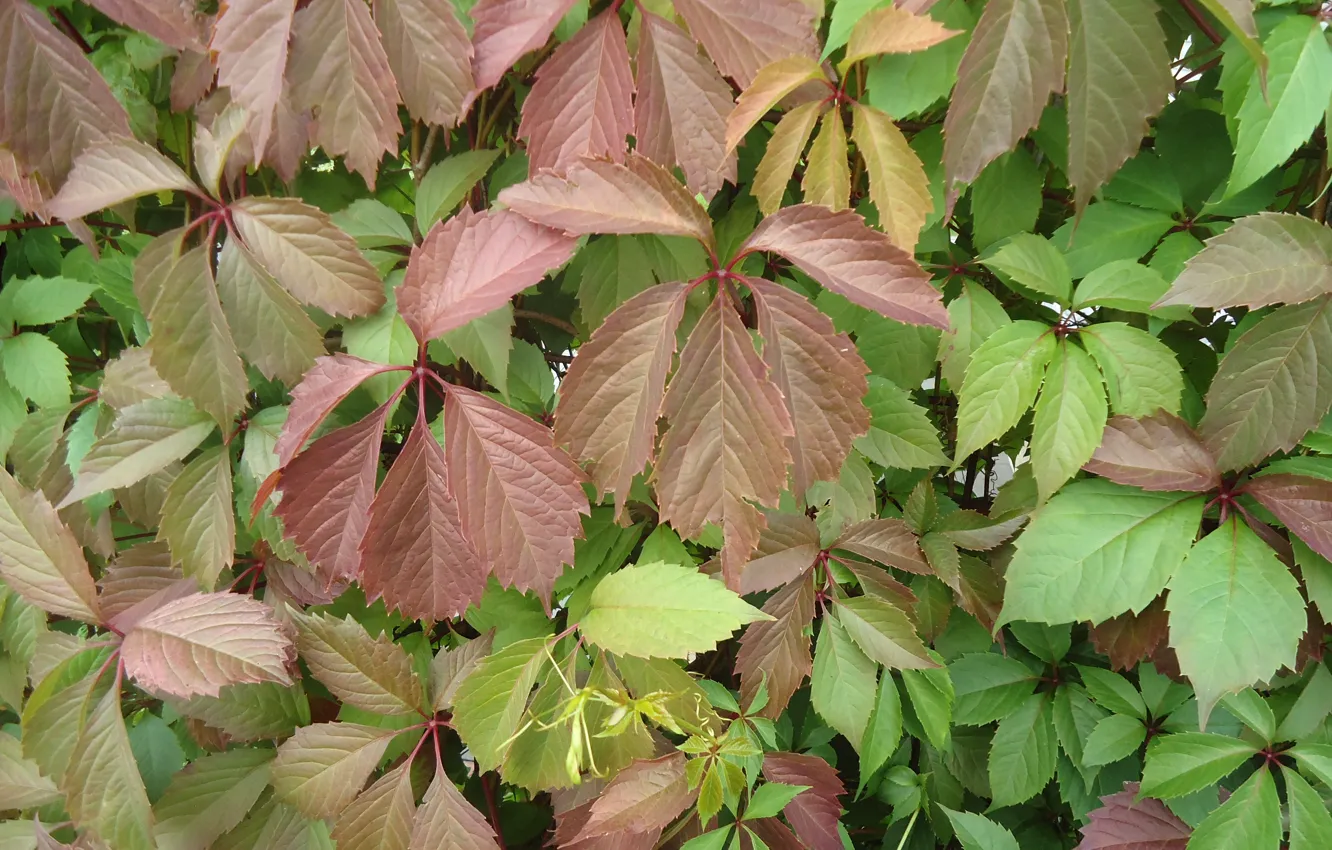 Photo wallpaper leaves, green, Burgundy, parthenocissus
