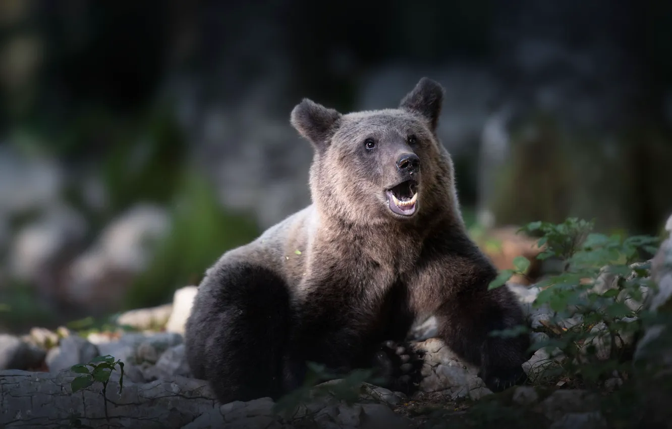 Photo wallpaper look, face, stones, bear, mouth, bear, sitting, miikka
