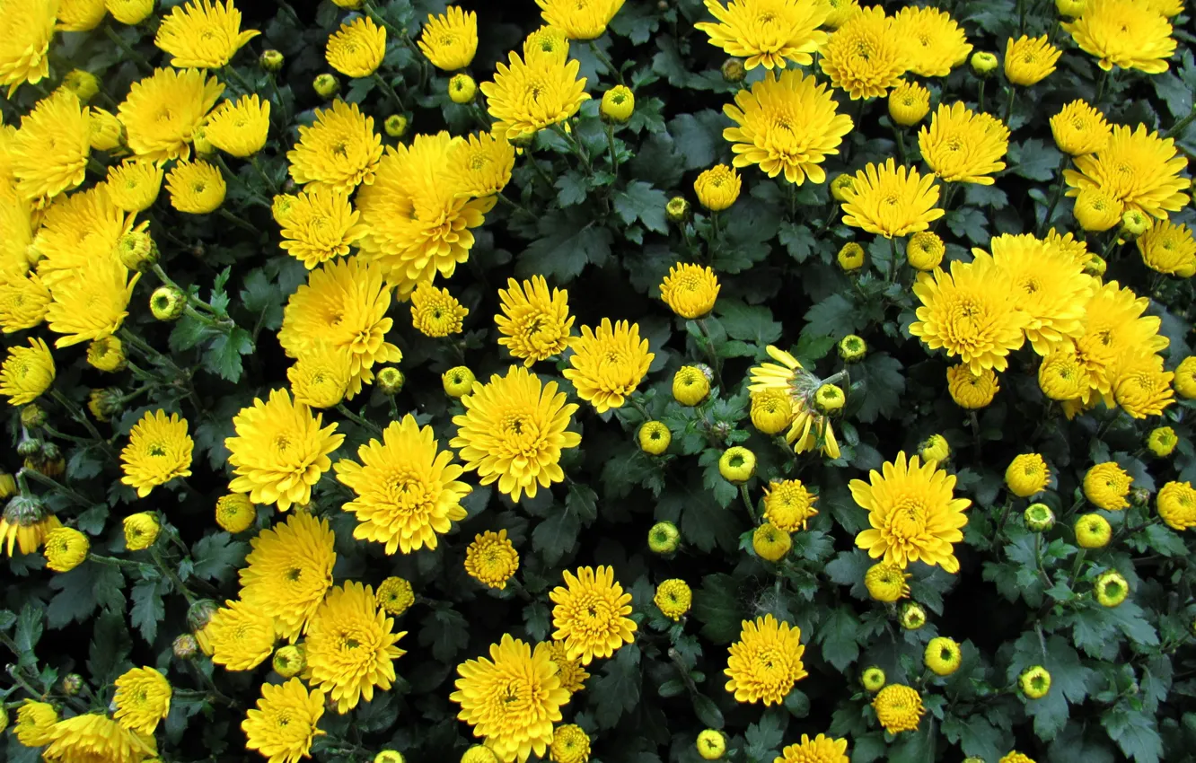 Photo wallpaper autumn, chrysanthemum, yellow chrysanthemum