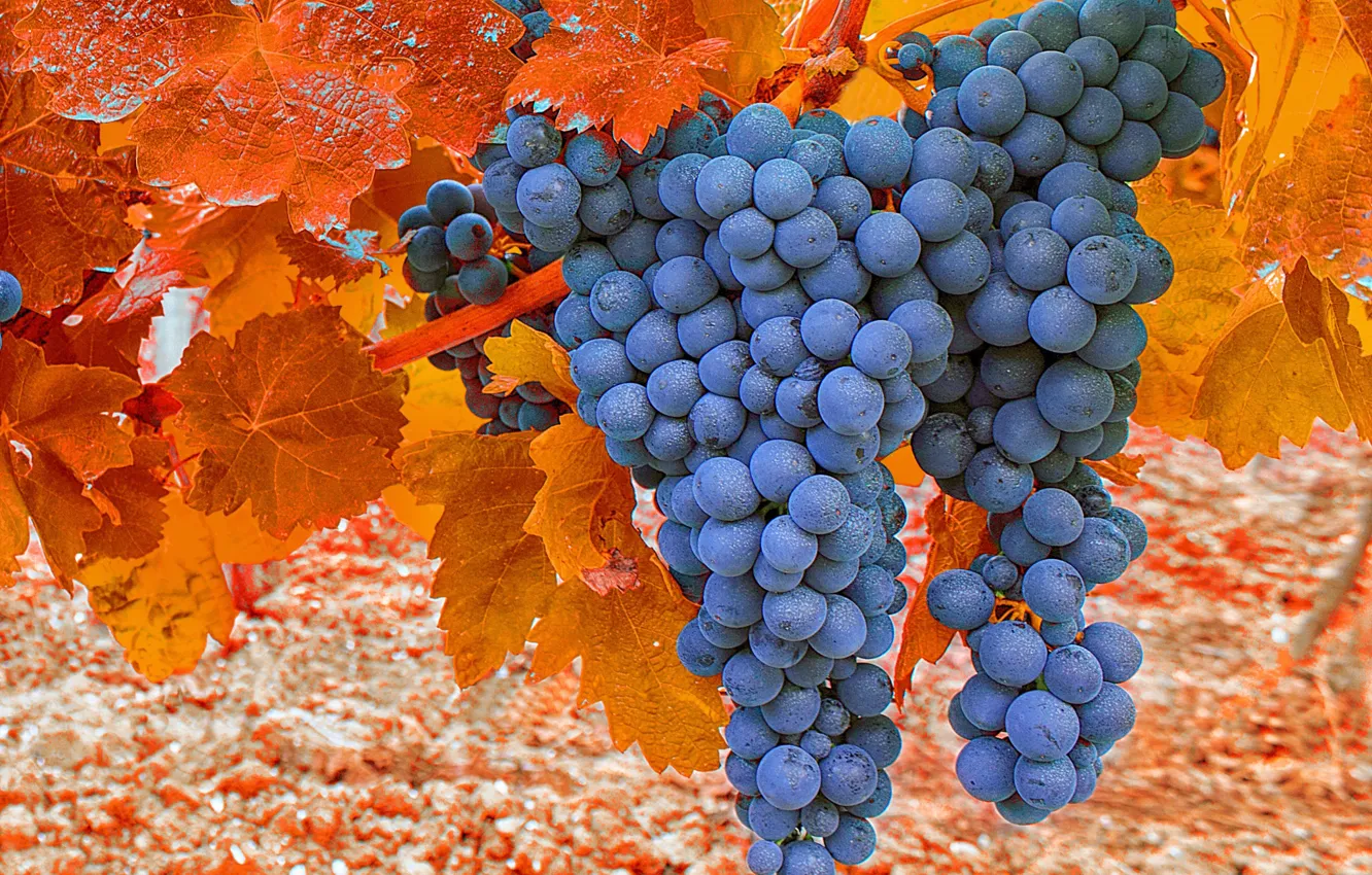 Photo wallpaper autumn, grapes, bunch