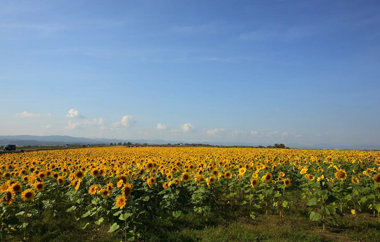 Photo wallpaper field, sunflowers, yellow