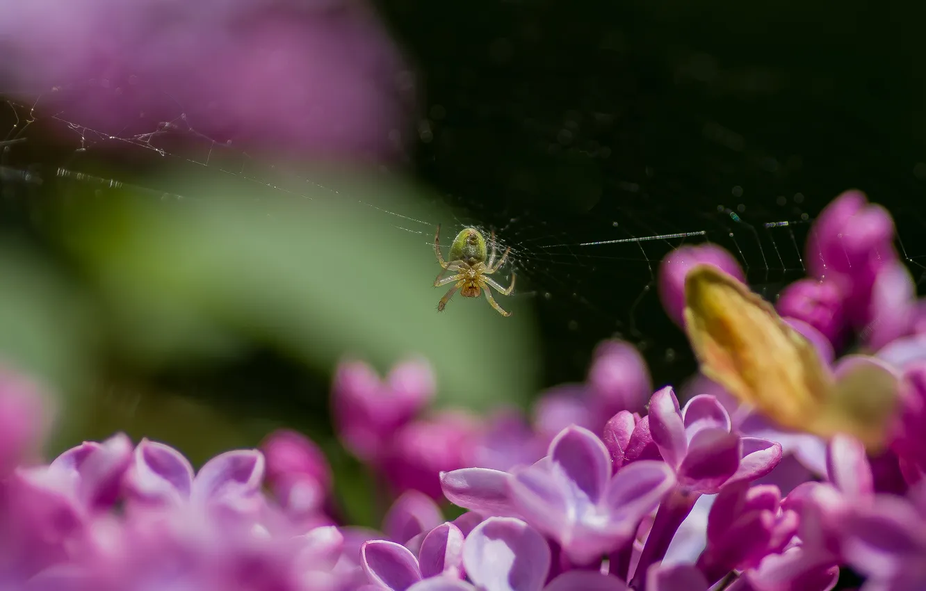 Photo wallpaper macro, flowers, nature, spider