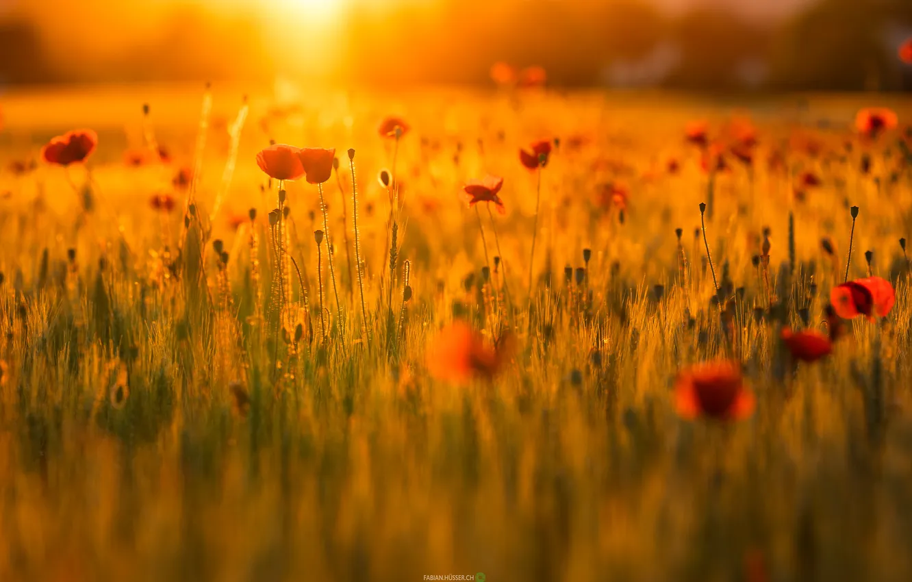 Photo wallpaper field, nature, Maki