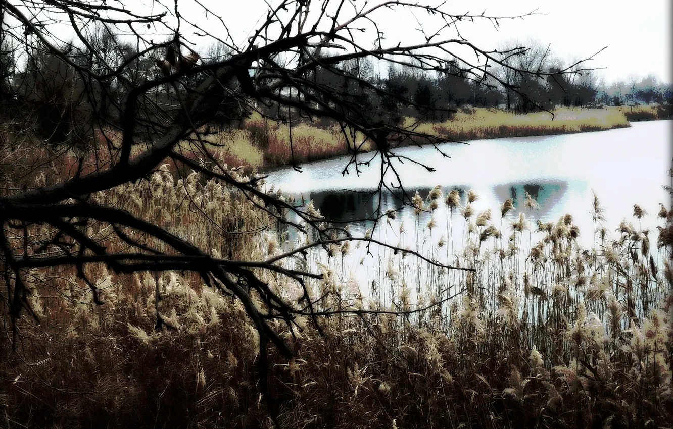 Photo wallpaper suburban pond, the elements of the Fisher, warm December