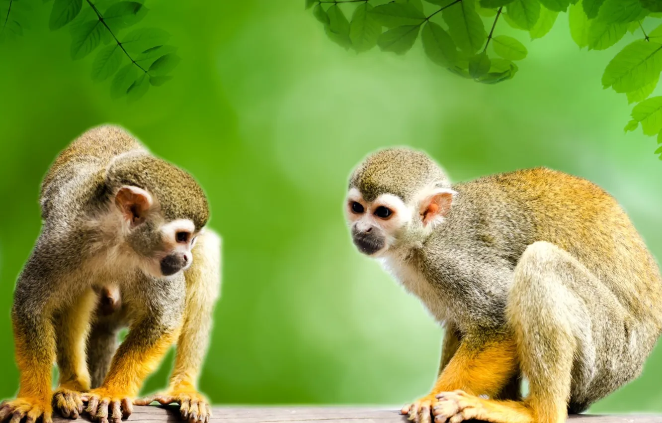 Photo wallpaper tree, amazon, squirrel, rainforest, two monkeys looking downward