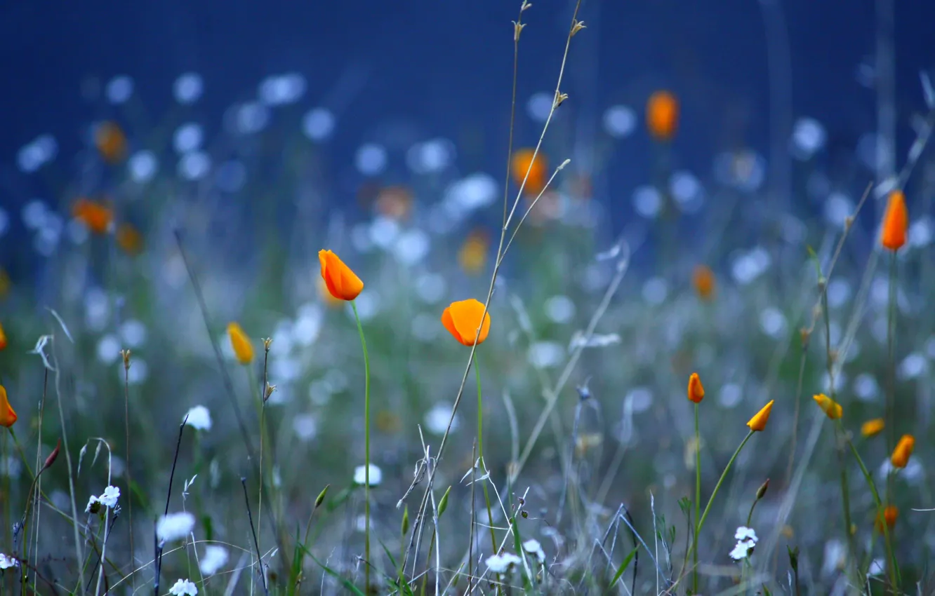 Photo wallpaper field, flowers, nature, morning