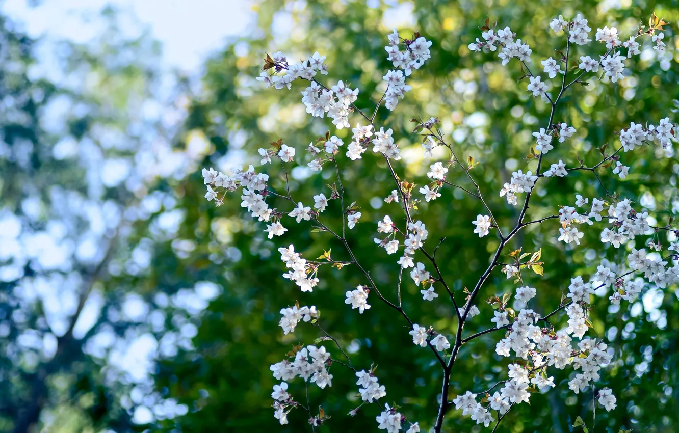 Photo wallpaper flowers, cherry, spring, bokeh, bokeh, cherry, spring, blooming