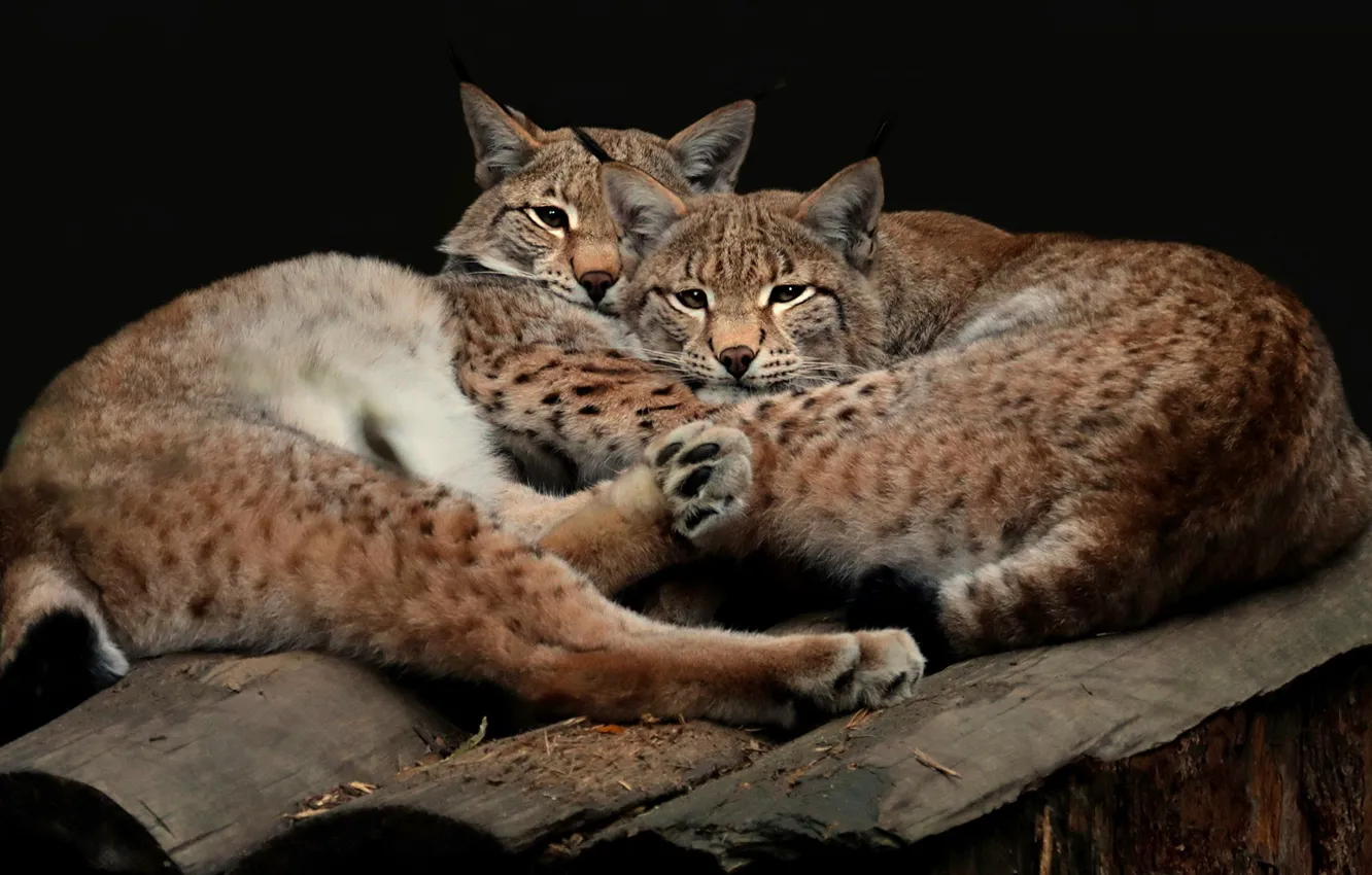 Photo wallpaper look, pose, the dark background, together, two, pair, wild cats, lynx