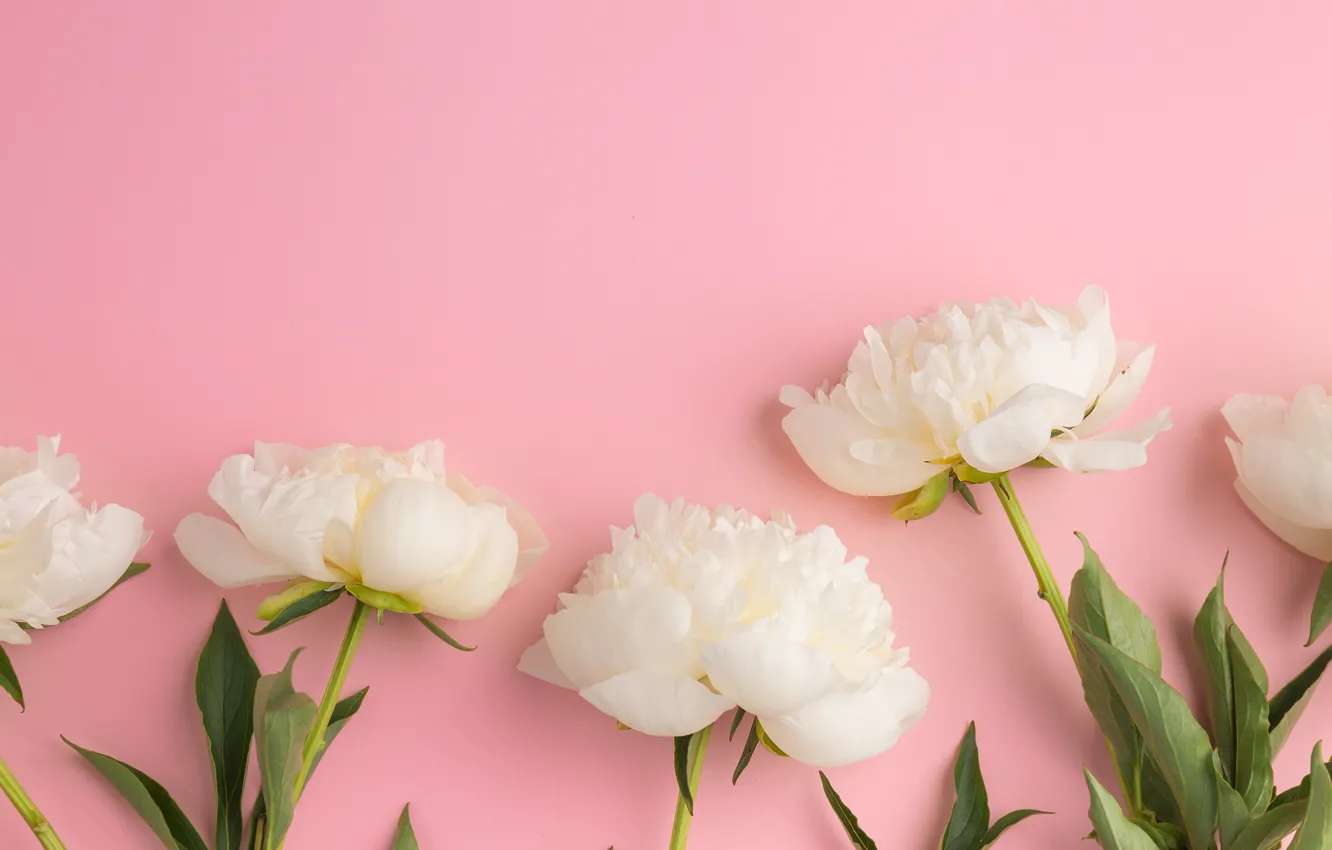 Photo wallpaper flowers, white, white, flowers, beautiful, peonies, peonies
