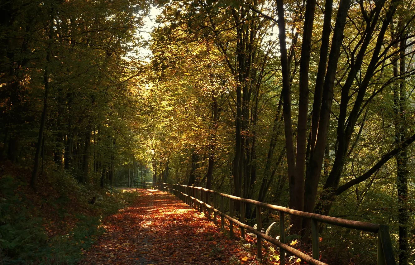 Photo wallpaper autumn, trees, foliage, colors, track, trees, Autumn, leaves