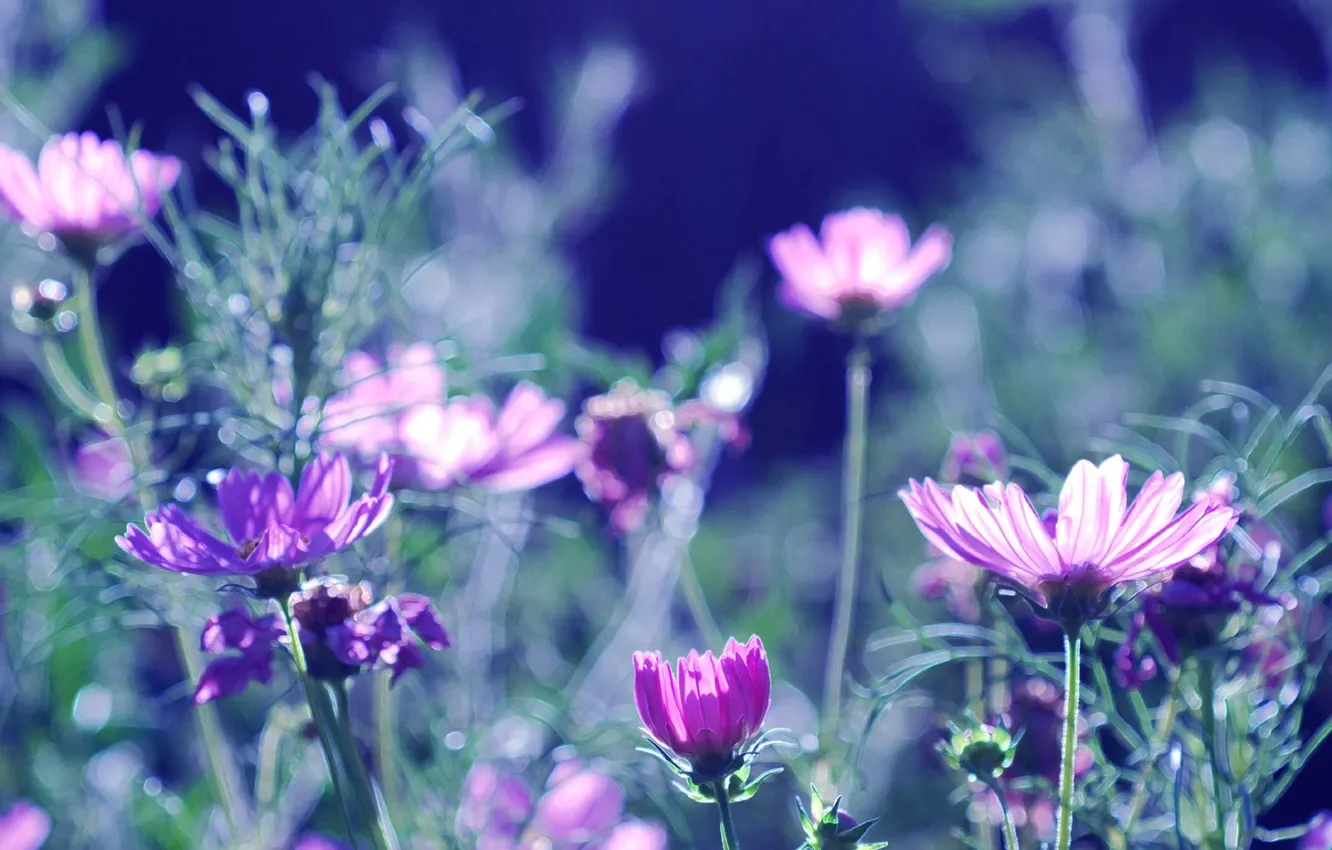 Photo wallpaper summer, flowers, nature, background, Wallpaper, petals, blur, flowering