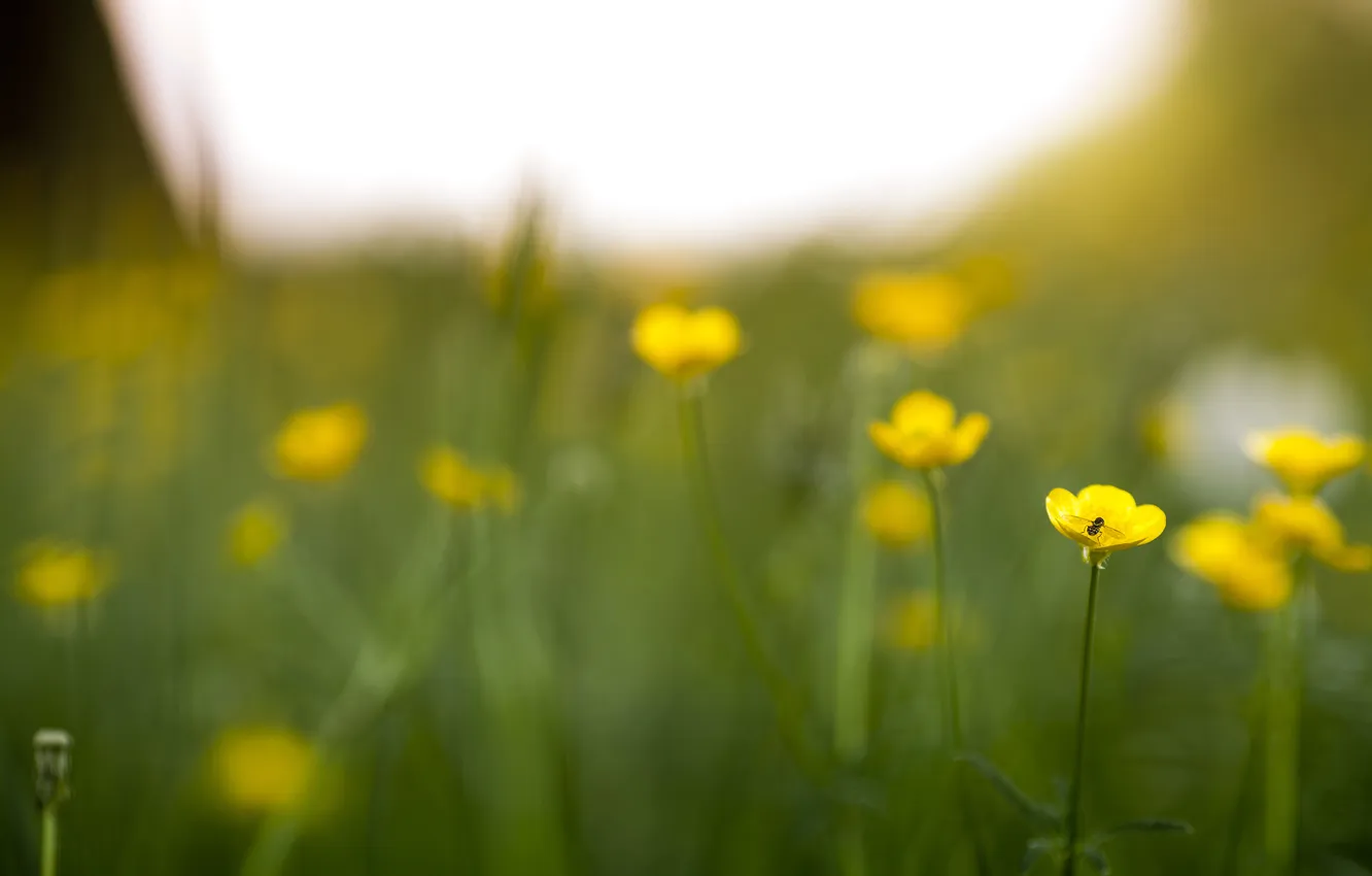 Photo wallpaper greens, field, summer, grass, flowers, yellow, nature, green