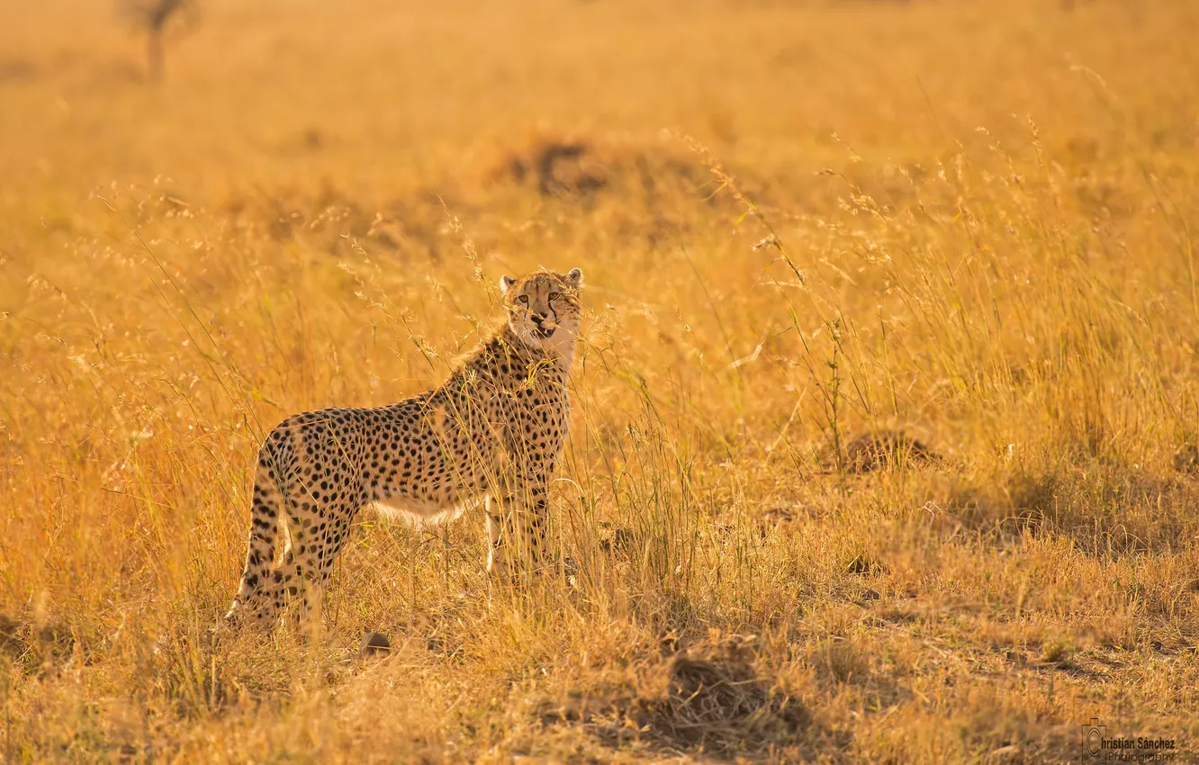 Photo wallpaper pose, predator, Cheetah, Savannah, Africa, wild cat, observation