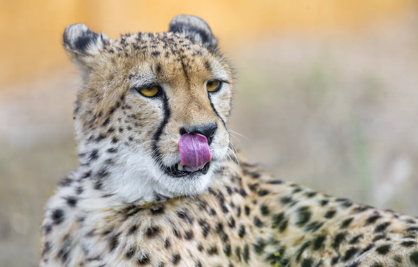 Photo wallpaper language, cat, face, Cheetah, ©Tambako The Jaguar
