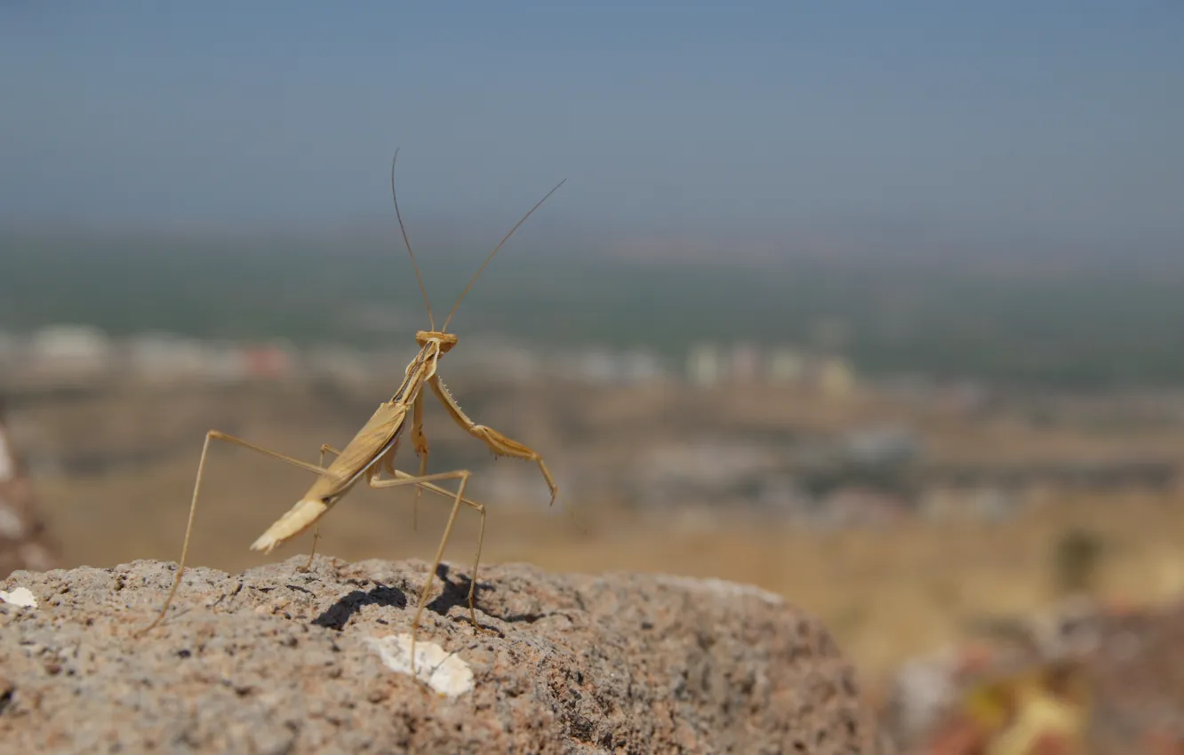 Photo wallpaper stones, mantis, insect