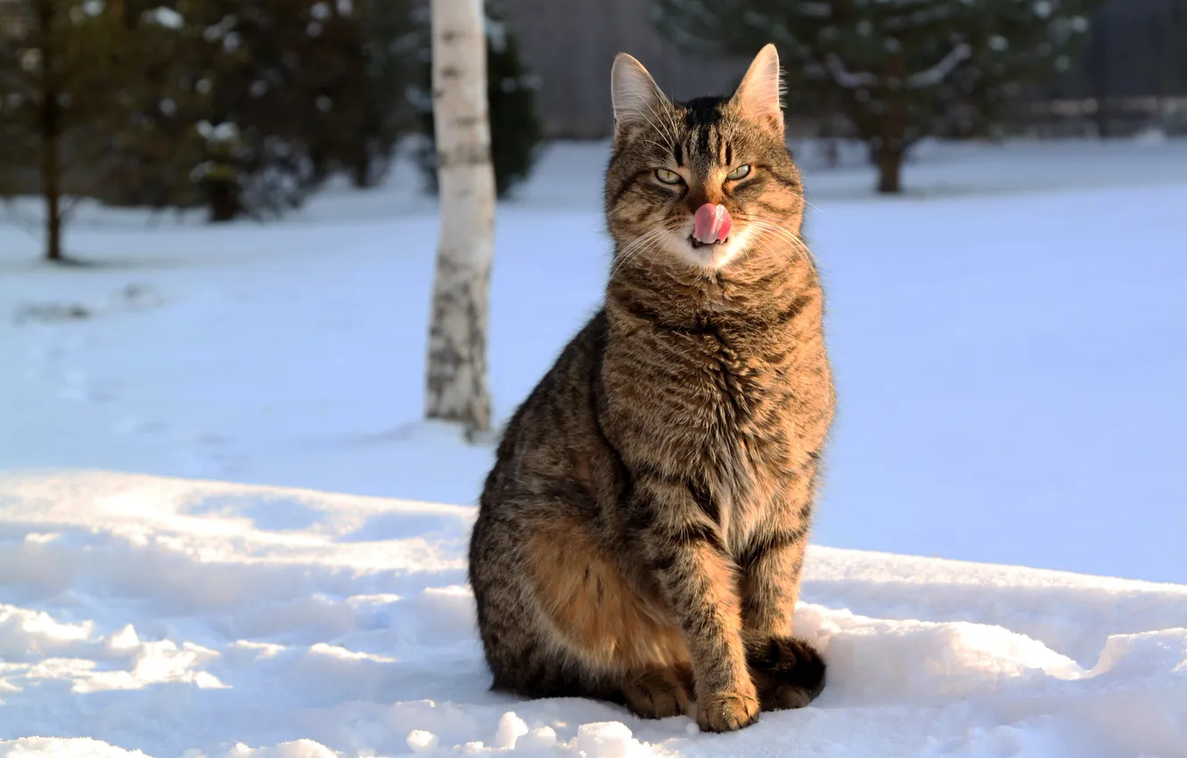 Photo wallpaper winter, language, cat, snow