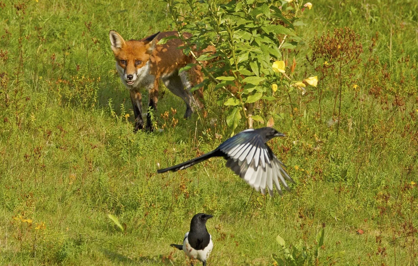 Photo wallpaper birds, Bush, Fox, hunting, magpies, in ambush