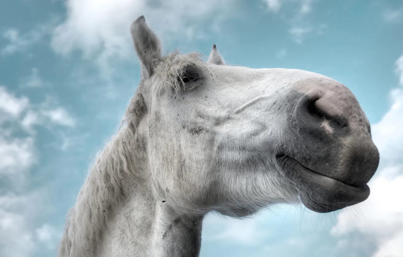 Photo wallpaper the sky, clouds, face, horse