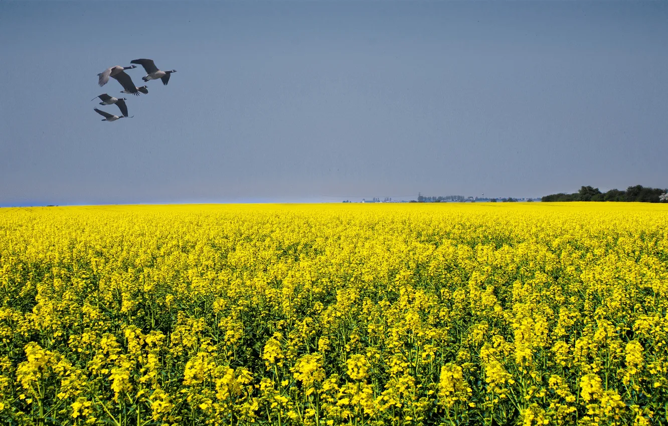 Photo wallpaper the sky, flowers, birds, Wallpaper summer