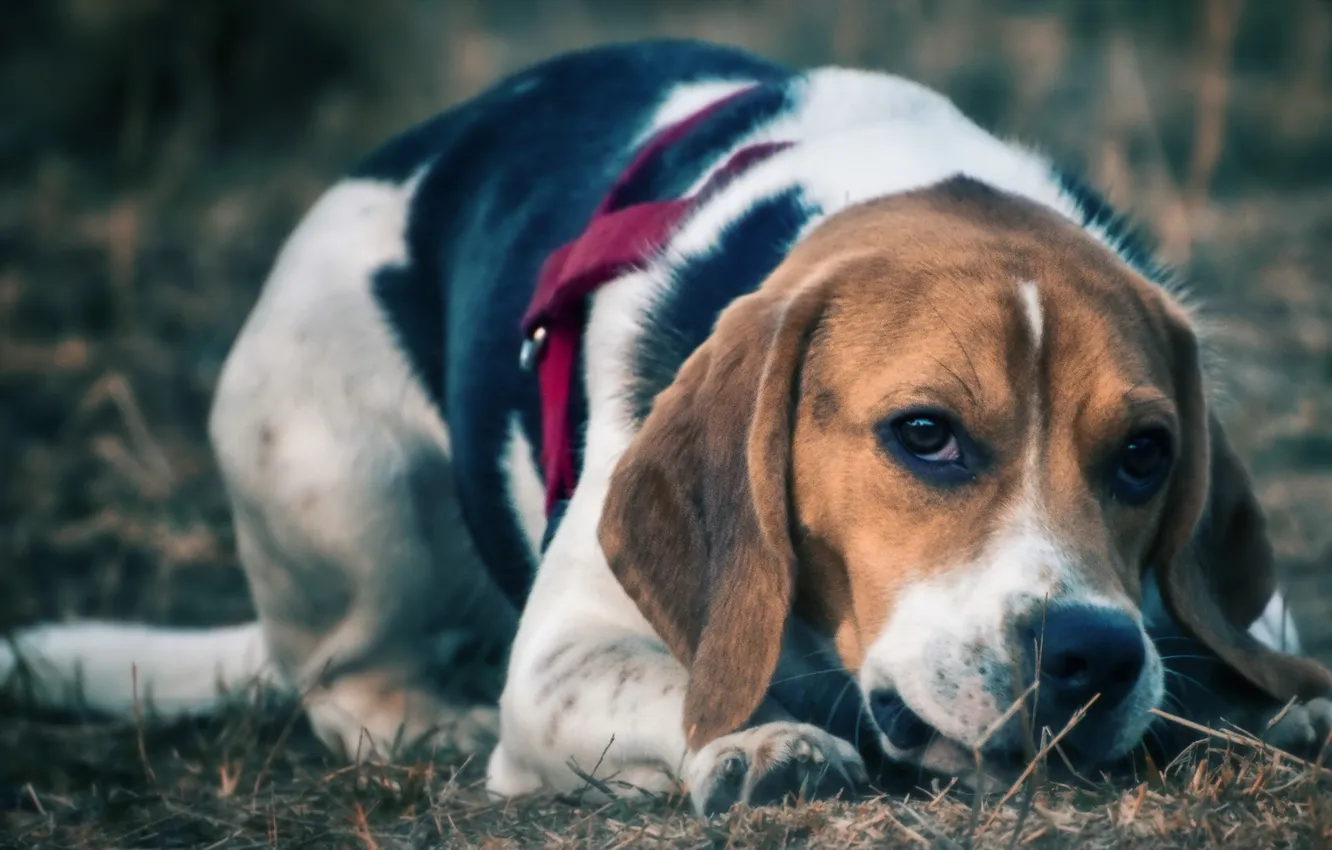 Photo wallpaper look, each, dog