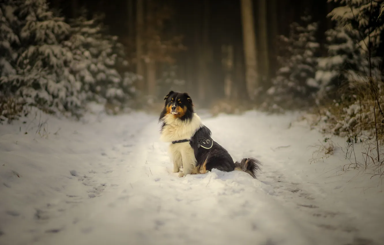 Photo wallpaper winter, look, snow, each, dog