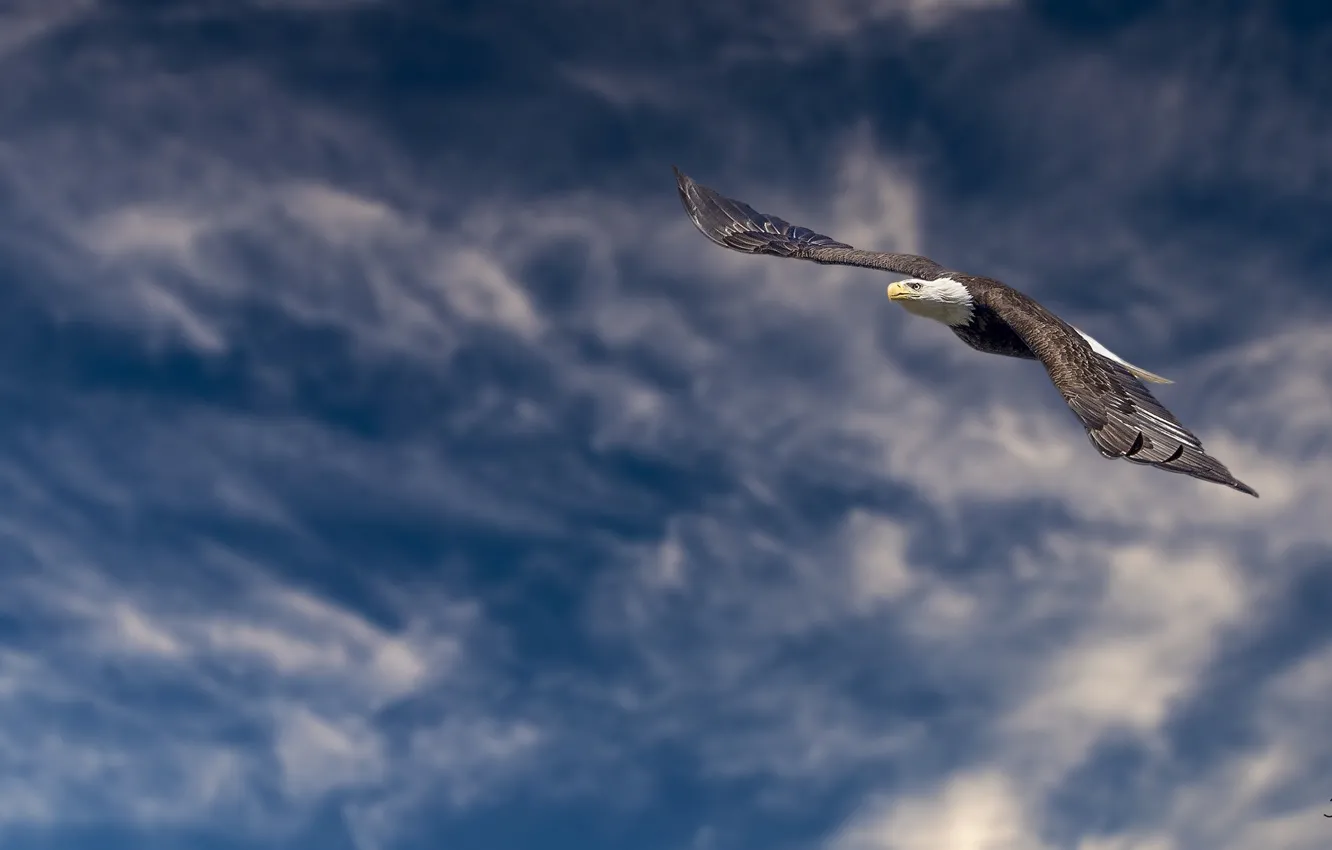 Photo wallpaper height, flight, bald eagle, bird of prey