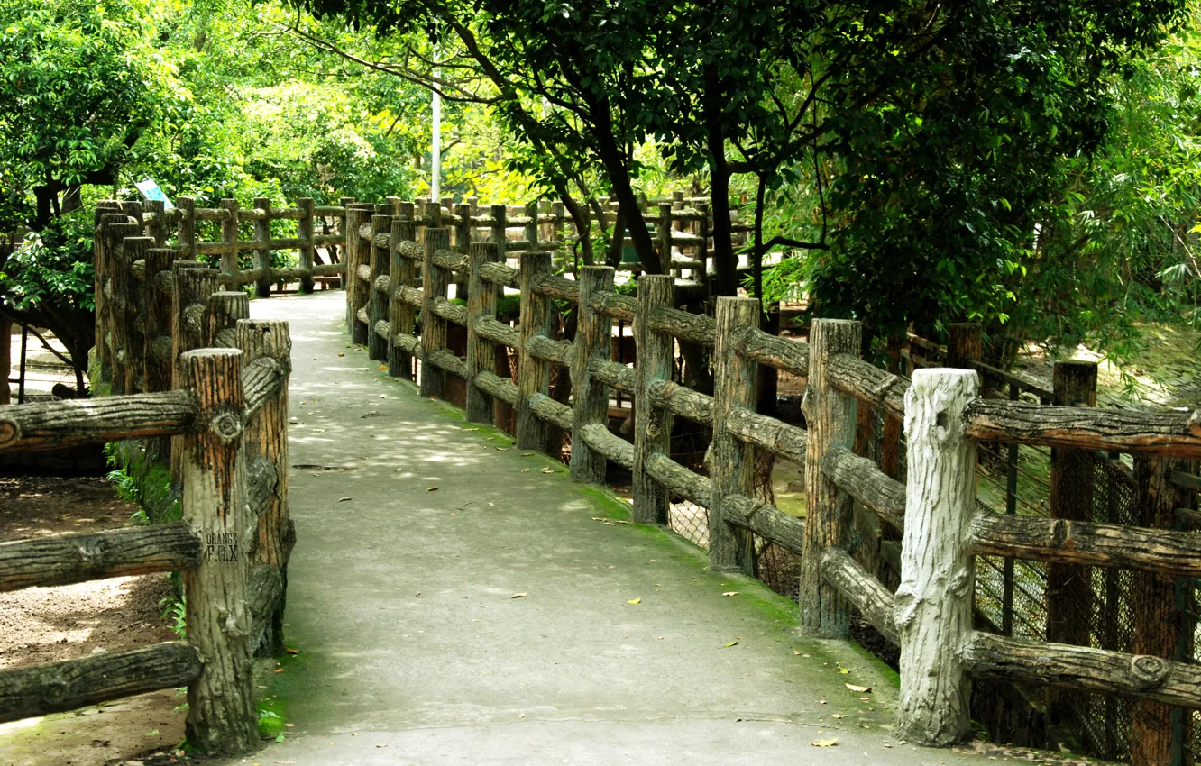 Photo wallpaper green, nature, bridge, wood, tree