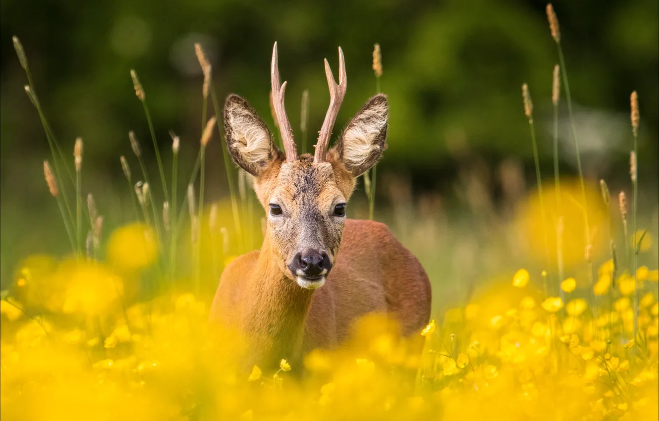 Photo wallpaper deer, direct gaze, fields of gold