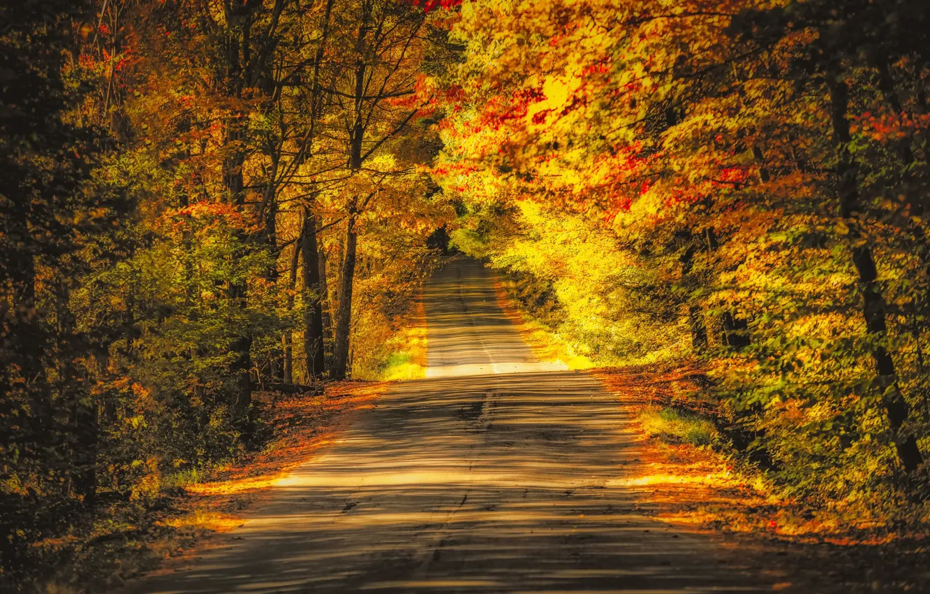 Photo wallpaper road, autumn, trees